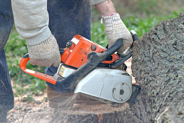 Trusted Elmwood, LA Tree Care Experts