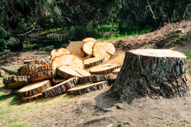 How Our Tree Care Process Works  in  Elmwood, LA